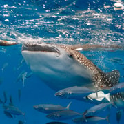 Oslob Whale Shark from Dumaguete City Oslob Whale Shark from Dumaguete City