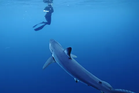 San Diego : Aventure de plongée en apnée au large des requins bleus !
