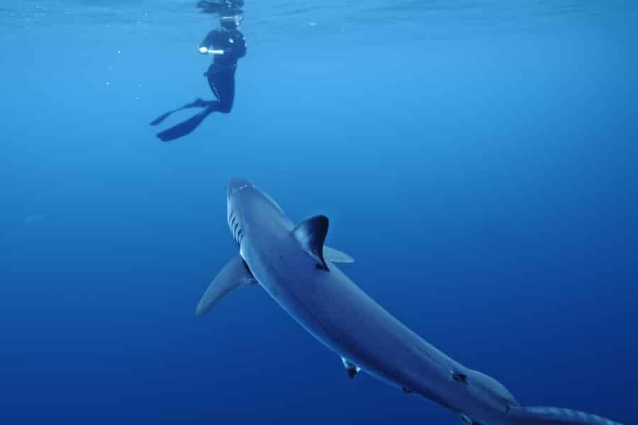San Diego: Blue Shark Offshore Schnorchel-Abenteuer!. Foto: GetYourGuide