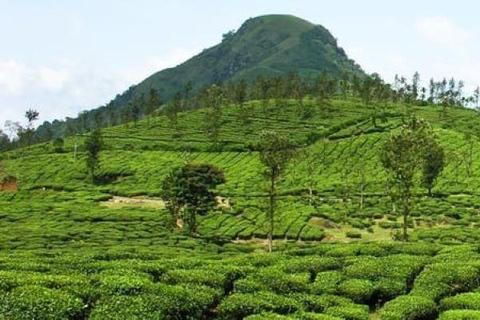 Tour de día completo por la Granja de Té Kiambethu