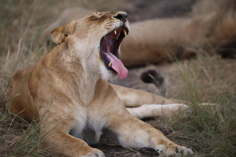 Demi-journée au parc national de Nairobi avec prise en charge gratuite