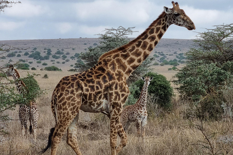 Nairobi National Park: begeleide gamedrive bij zonsopgang of zonsondergang