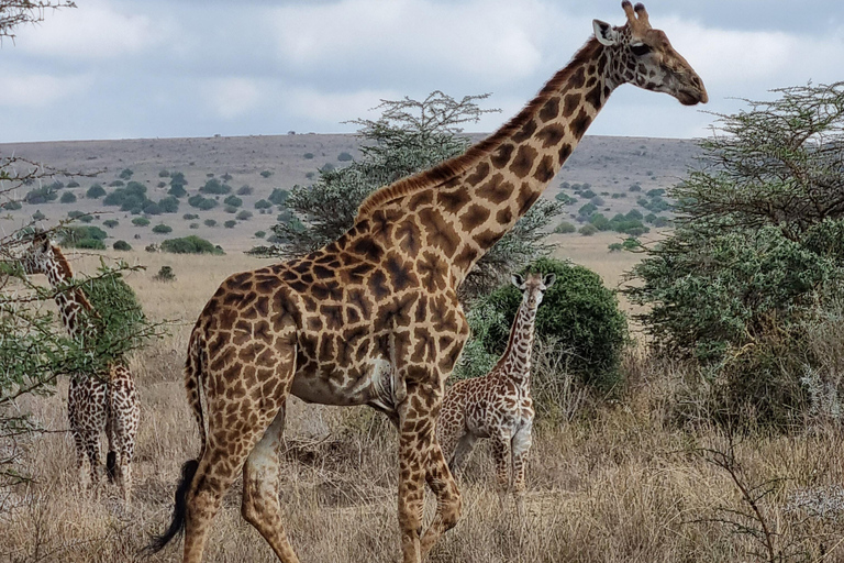 Nairobi National Park: begeleide gamedrive bij zonsopgang of zonsondergang