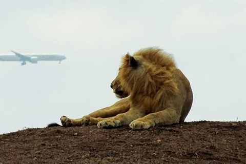Nairobi: passeio de meio dia no Parque NacionalNairobi: tour privado de meio dia no Parque Nacional