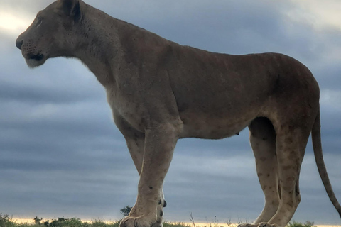 Nairobi National Park: Game Drive Tour Nairobi National Park: Game Drive Tour