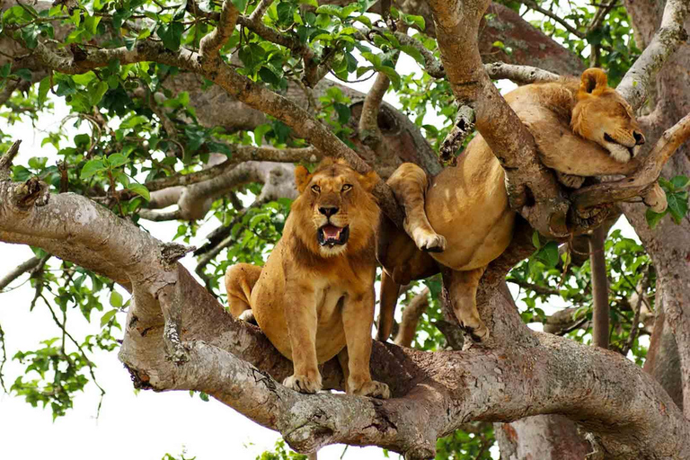 Nairobi: Dagsutflykt till nationalparken Amboseli med Masai Village