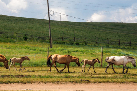 Ulaanbaatar: Guided City Tour with Private Transport
