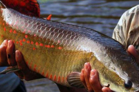 From Iquitos || 4-day tour of the northern Amazon ||