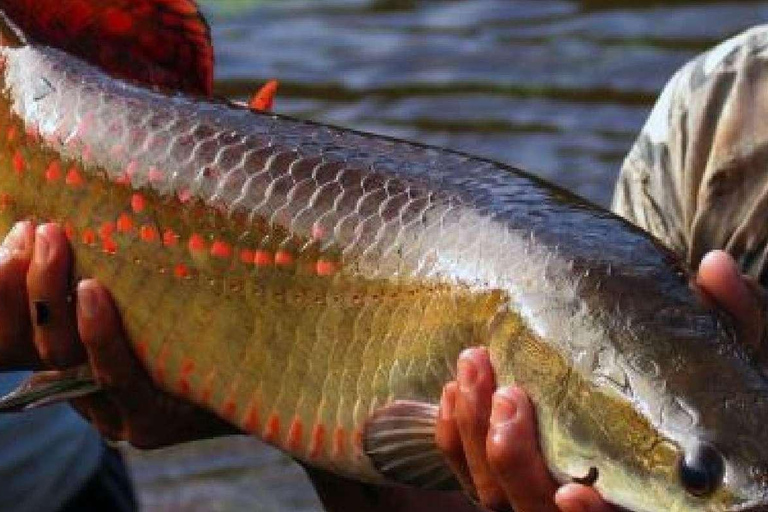 Von Iquitos aus: 4-tägige Tour durch den nördlichen Amazonas