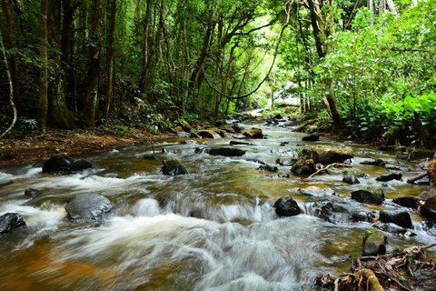 Trek at Doi Inthanon National Park &amp; Pha Dok Siew Trail Trek