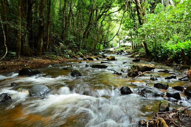 Vandring i Doi Inthanon nationalpark &amp; vandring på Pha Dok Siew Trail