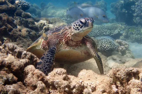Exmouth Excursión de medio día en kayak y esnórquel con tortugas
