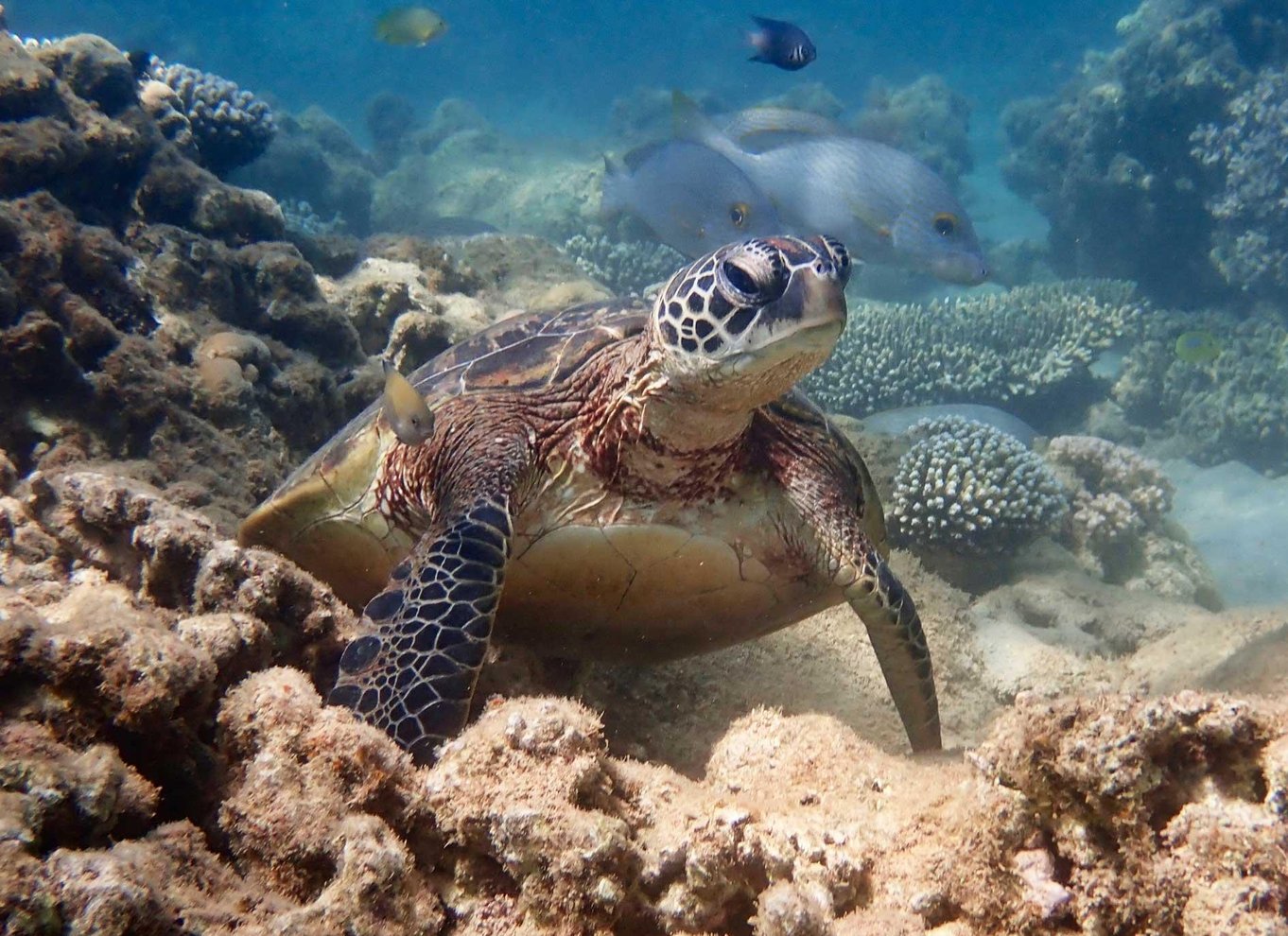 Exmouth: Skildpaddekajak og snorkeltur på en halvdagstur