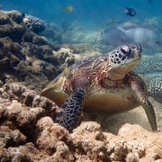 Exmouth: Half-Day Turtle Kayak & Snorkel Tour