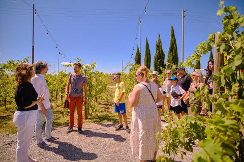 San Gimignano, Volterra, St Galgano Abbey small group tour