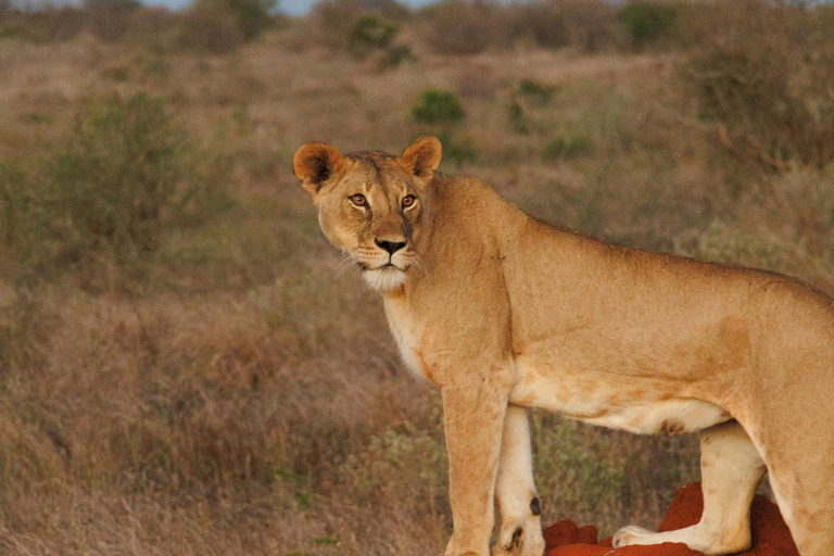 Nairobi: 5-Day Amboseli, Tsavo East & West Safari Tour