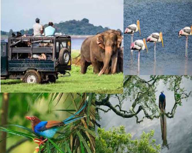 From Colombo To Yala National Park Safari Tour