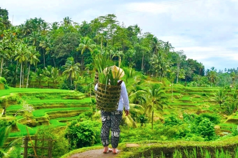 Ubud: Monkey Forest, Rice Terrace, Temple & Waterfall Tour Private Full-Day Tour including Entry Ticket Fees