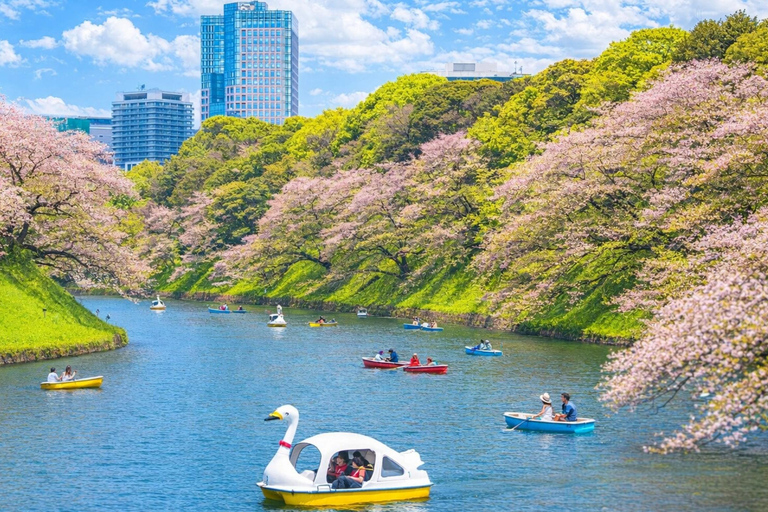Tokyo Cherry Blossom Day Tour: Asakusa,Chidorigafuchi & Ueno 【Standard】English Guided Sightseeing Tour