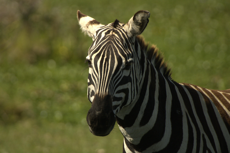Hell's Gate e Lago Naivasha: tour in bicicletta, escursione e giro in barcaAvventura a Hell's Gate (da Nairobi)