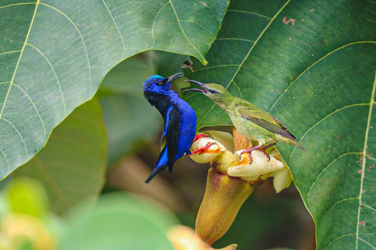 Uvita: Corcovado Rainforest & Wildlife Adventure