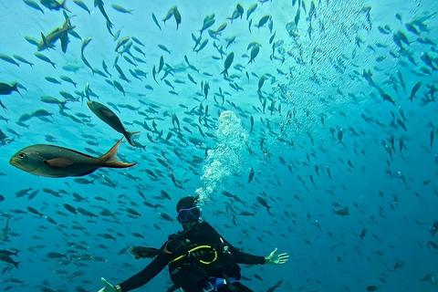 Tour de Buceo en Isla Floreana con Enchanted Islands