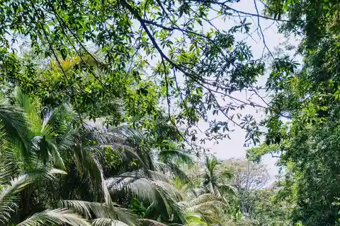 Punta Uva: Excursión en Kayak y Observación de Perezosos