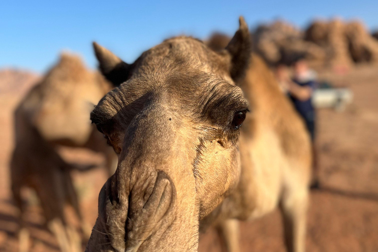 Wadi Rum: 2-Day Southern Desert Tour, Camel & Stargazing