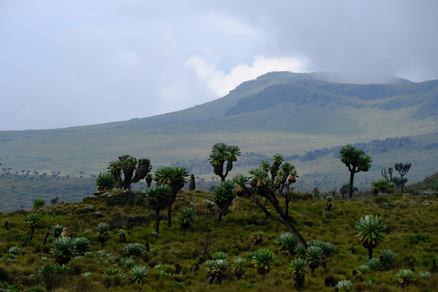 Aberdare National Park: Mount Satima Overnight Hike