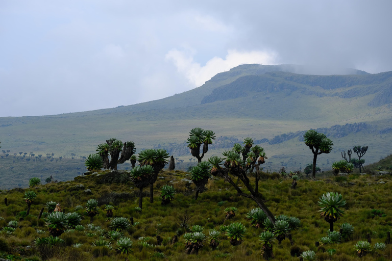 Aberdare National Park: Mount Satima Overnight Hike