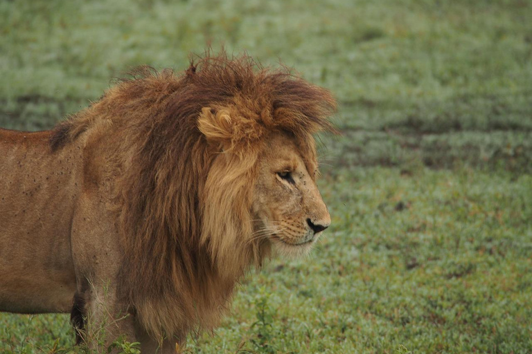 2-Days Mikumi National Park Luxury Safari from Zanzibar