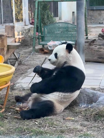 Beijing Zoo & Giant Panda House Entrance Ticket