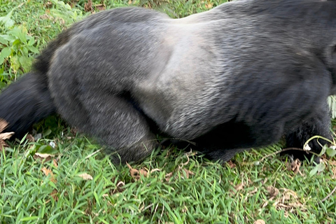 Passeio de 3 dias ao Gorila Mgahinga Gorilla NP Uganda via Ruanda