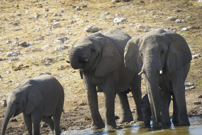Hwange National Park & Victoria Falls 4-Day Safari Tour