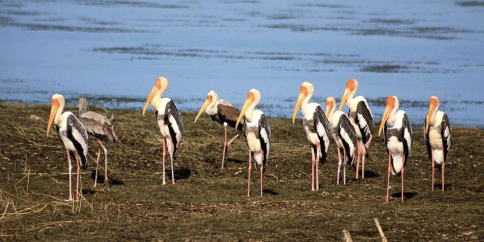 "Bundala National Park Sunrise Wildlife Expedition" - Hizvo