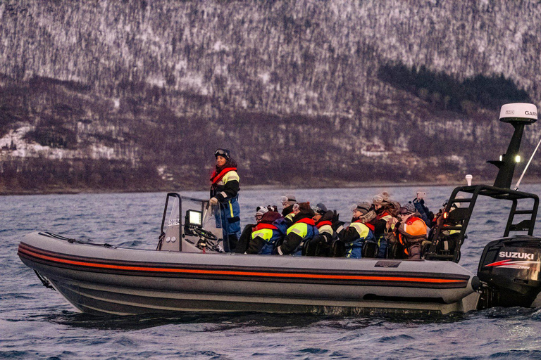 From Tromso: Whale Watching in Magic Skjervoy