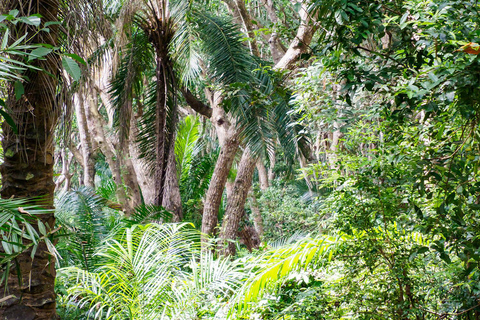 Zanzibar: Jozani Forest & Salaam cave Jozan forest & Salaam Cave