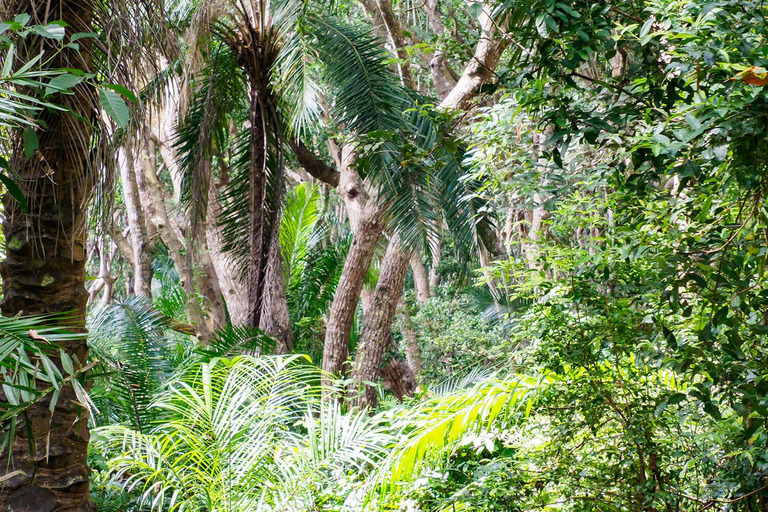 Zanzibar: Jozani Forest & Salaam cave Jozan forest & Salaam Cave