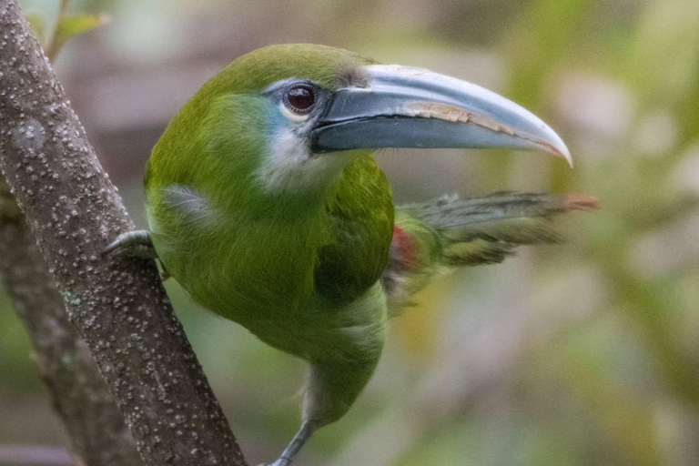 From Cusco: Manu National Park Day Trip with Birdwatching