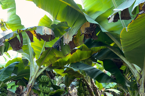 Salalah Highlights Tour: Heritage Sites, Markets &amp; Beach