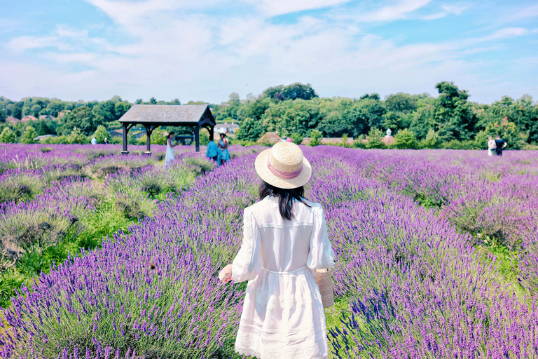 From Paris: Castle of Chambord & Lavender fields Day Trip