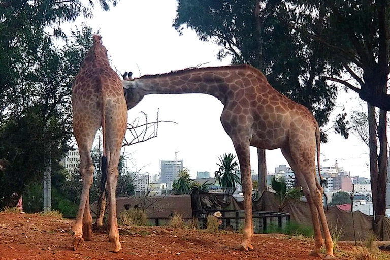 Addis Abeba: Wycieczka po mieście z odbiorem z lotniskaWycieczka po mieście Addis Abeba z odbiorem z lotniska