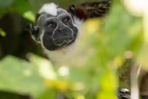 Centro do Canal do Panamá, Habitat do Macaco e da Preguiça