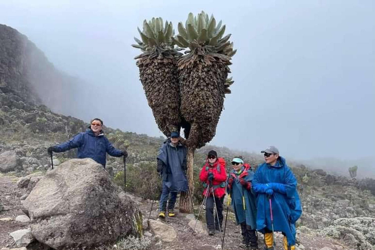 Tanzania: 7-Day Lemosho Route Kilimanjaro Climbing