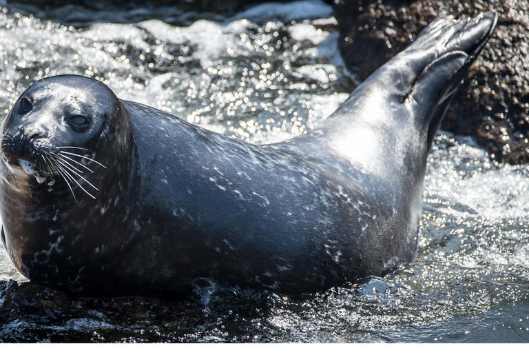 San Pedro: West Harbor LA Dolphin & Whale Watching Cruise