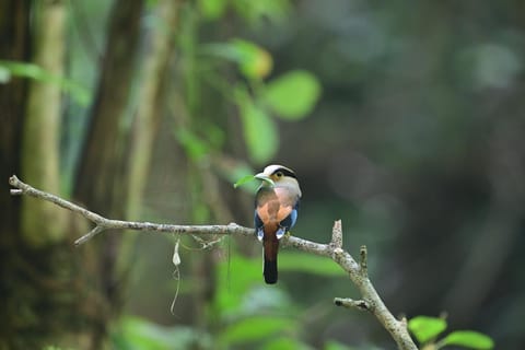 From Bangkok: 3-Day Khao Yai National Park Guided Tour - Image 2