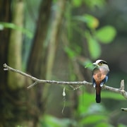 From Bangkok: 3-Day Khao Yai National Park Guided Tour