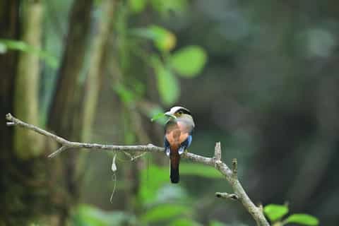 From Bangkok: 3-Day Khao Yai National Park Guided Tour - Image 3
