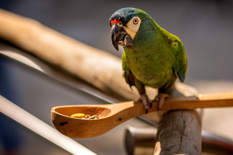 شلالات إجواسو الجانب البرازيلي، وحديقة الطيور وجولة بطائرة هليكوبترمن فوز دو إيغواسو