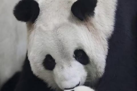 Shanghai：Shanghai Giant Panda House